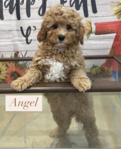 Angel Cavapoo Puppy