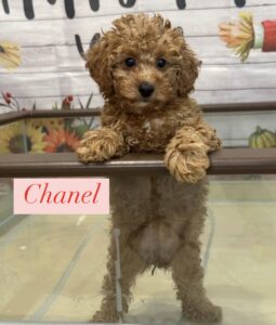 Chanel Mini Poodle