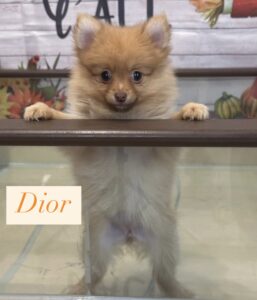 Dior Pomeranian Puppy