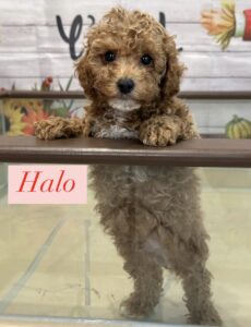 Halo Miniature Poodle