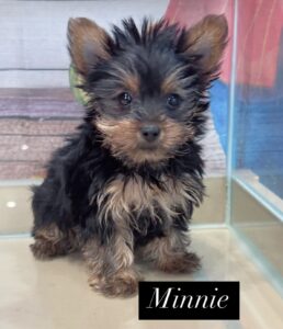 Minnie Yorkie Puppy