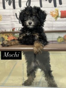 Mochi Miniature Poodle