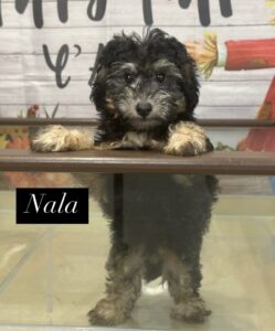 Nala Mini Poodle Puppy