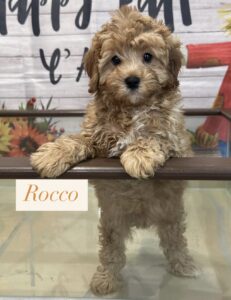 Rocco Cavapoo Puppy