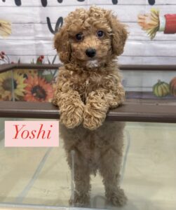 Yoshi Miniature Poodle