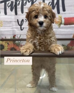 princeton Cavapoo puppy