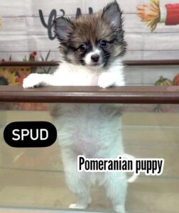 spud pomeranian puppy