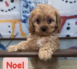 Noel Cavapoo