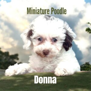 Donna Minature Poodle