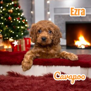 Cavapoo dogs