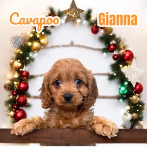 Cavapoo Puppy