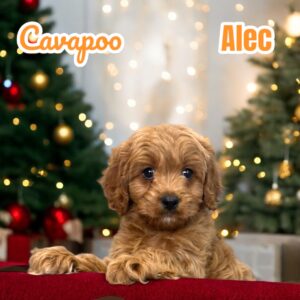 Cavapoo Puppy