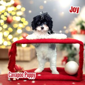 Joy the cute puppy