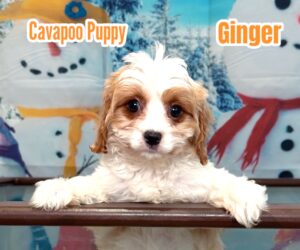 Cavapoo dogs