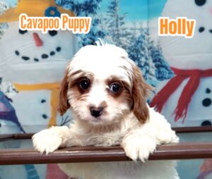 Cavapoo Puppy