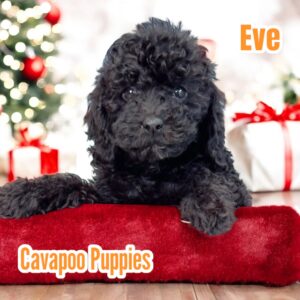 Cavapoo dogs