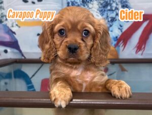 Puppies Cavapoo