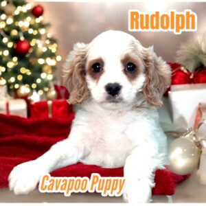 Puppies Cavapoo