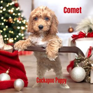 Cockapoo