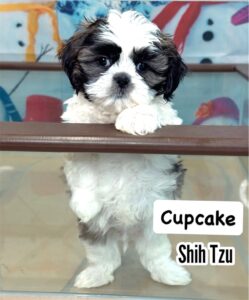 shih tzu puppy