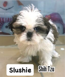 Shih Tzu's