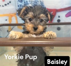 Yorkies for sale