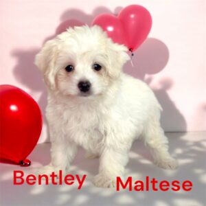 Bentley Maltese Puppy