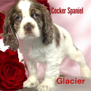 Glacier The Cocker Spaniel Puppy