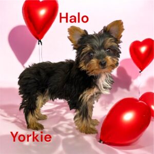 Halo Yorkie Puppy