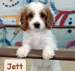 Jett Cavapoo Puppies