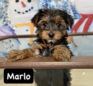 Marlo Yorkie Pups