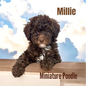 Millie Poodle