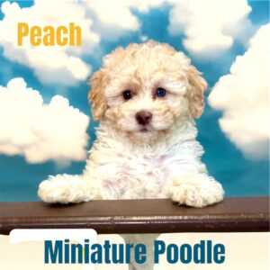 Peach Poodle