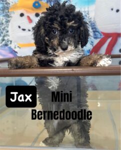 Mini Bernedoodles