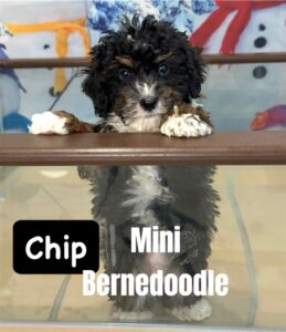 Mini Bernedoodle