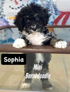 Mini Bernedoodle