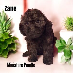 Zane Poodles