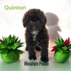 Quinshon Miniature Poodle