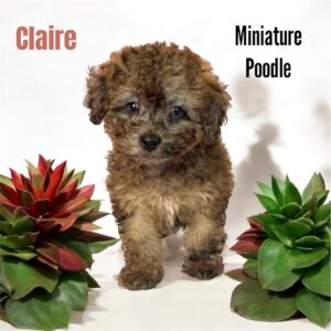 Claire Poodle Dog