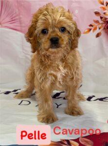 Pelle Cavapoo Puppy