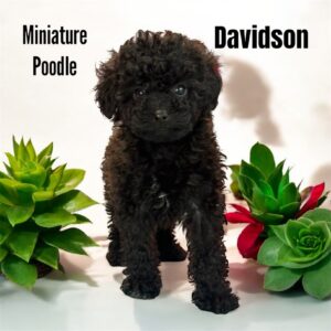 Davidson Poodle