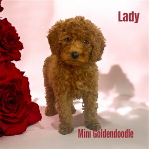 Mini Goldendoodle