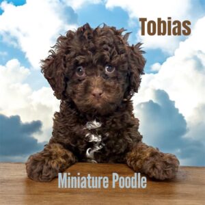 Tobias miniature poodle