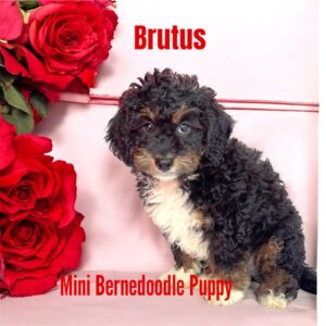 Brutus Mini Bernedoodle puppy