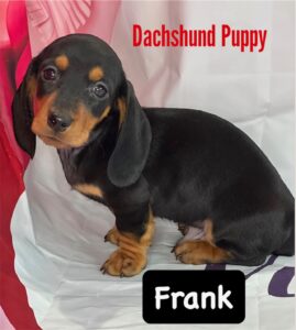 Dachshund Puppy Frank