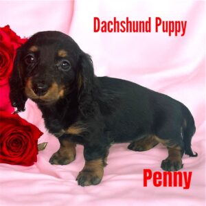 Dachshund Puppy Penny