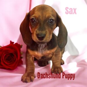 Dachshund Puppy Sax