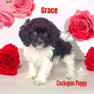 Grace cockapoo puppy