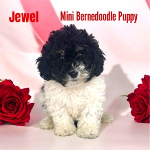 Jewel Bernedoodle puppy