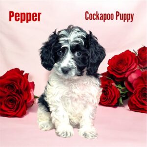 Pepper cockapoo puppy